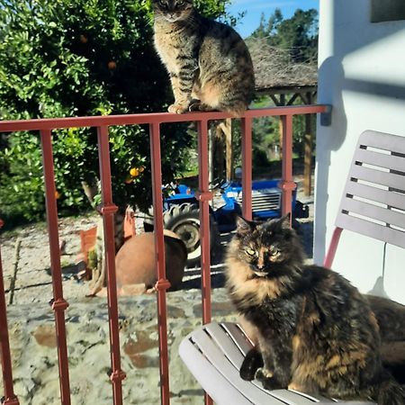 Quinta Quatro Ventos Panzió Sertã Kültér fotó