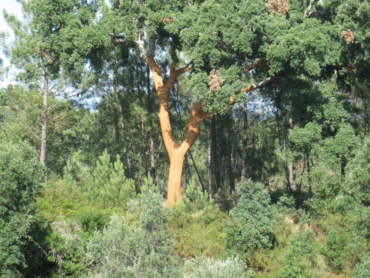 Quinta Quatro Ventos Panzió Sertã Kültér fotó